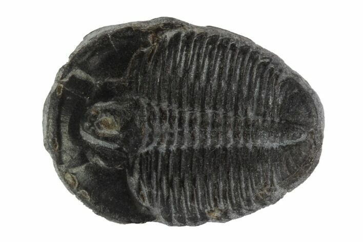 Elrathia Trilobite Fossil - Utah #97094
